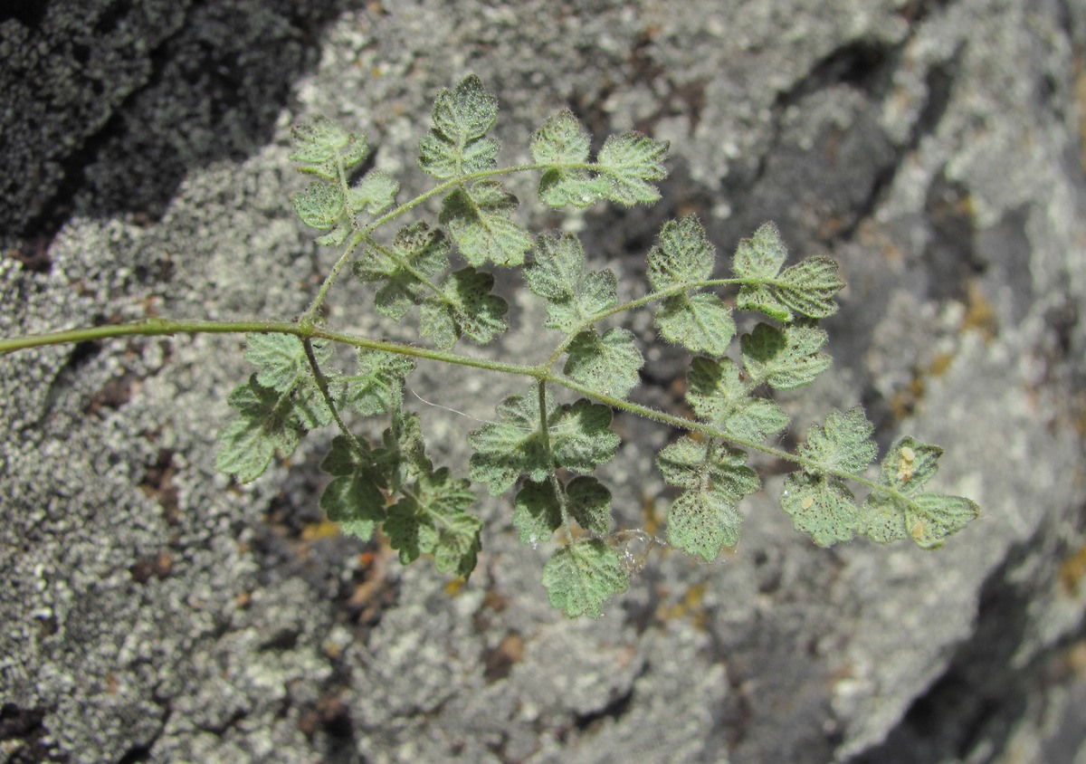 Изображение особи Thalictrum foetidum.