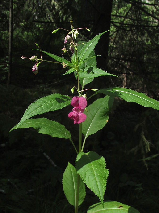 Image of Impatiens glandulifera specimen.