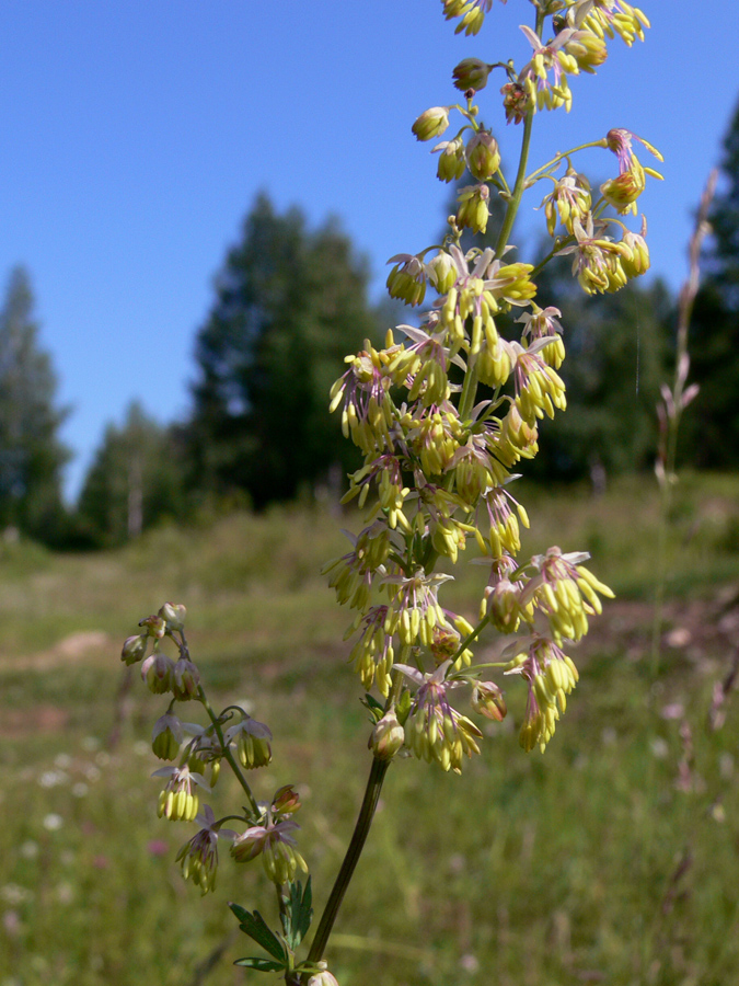 Изображение особи Thalictrum simplex.