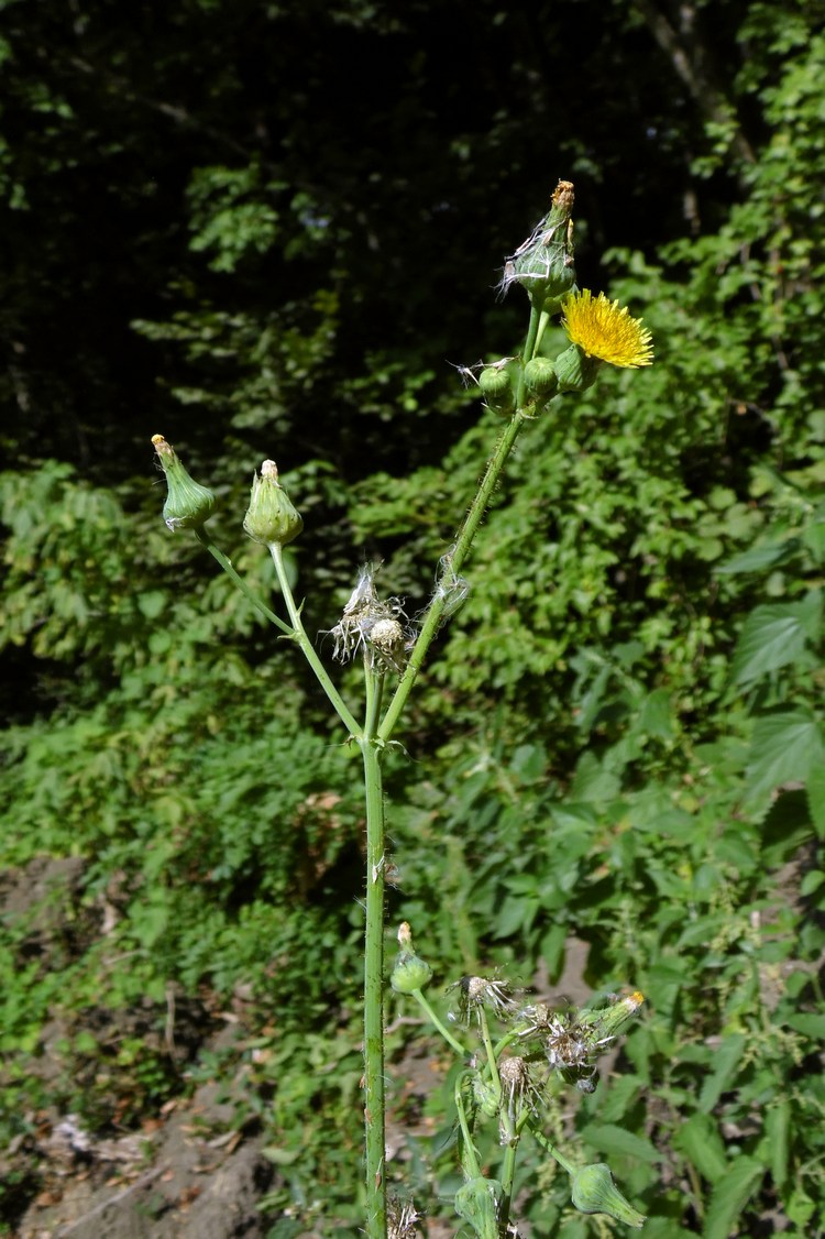 Image of Sonchus asper specimen.