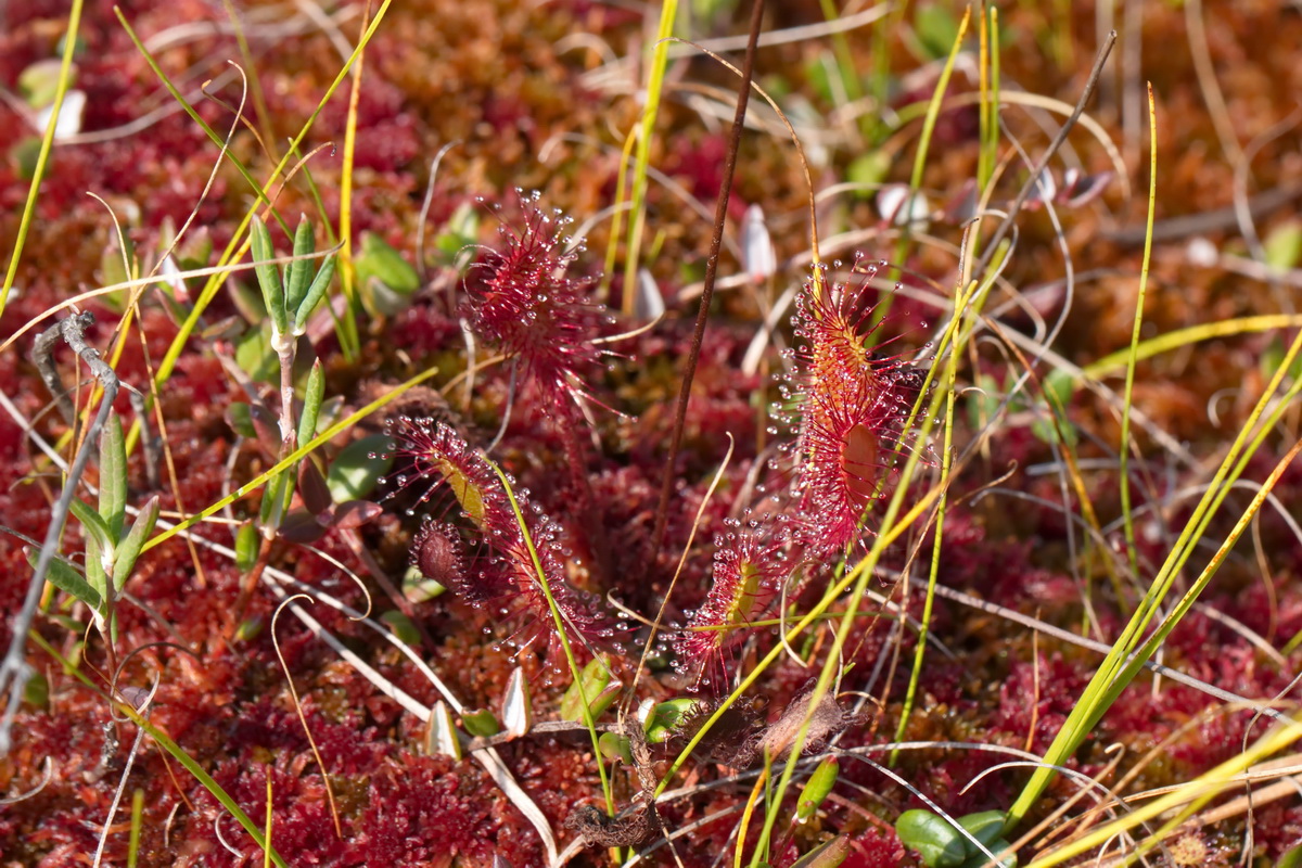 Image of Drosera × obovata specimen.