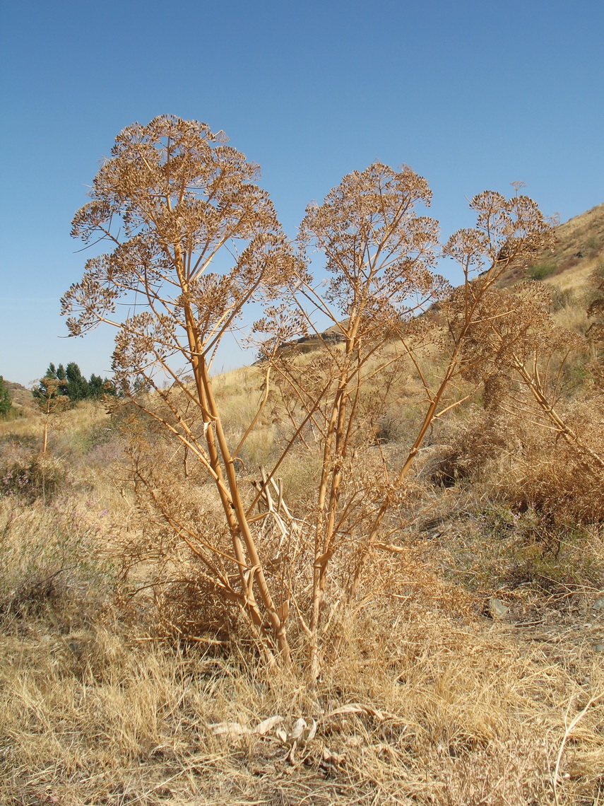 Image of Ferula penninervis specimen.