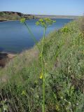 Pastinaca clausii. Зацветающее растение. Крым, Керченский п-ов, мыс Тархан. 2 мая 2010 г.