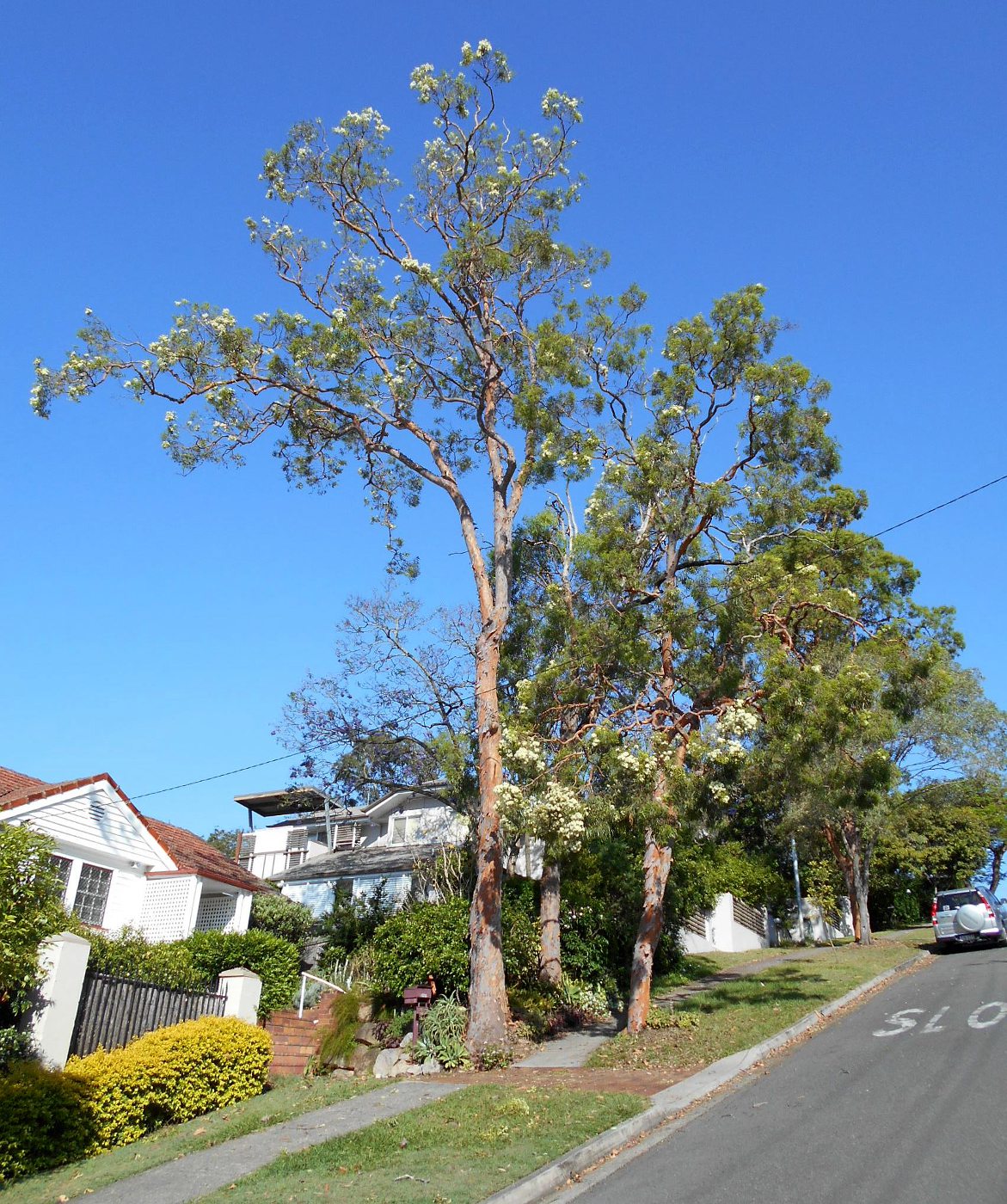 Image of Angophora costata specimen.