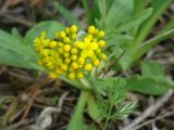 Patrinia sibirica