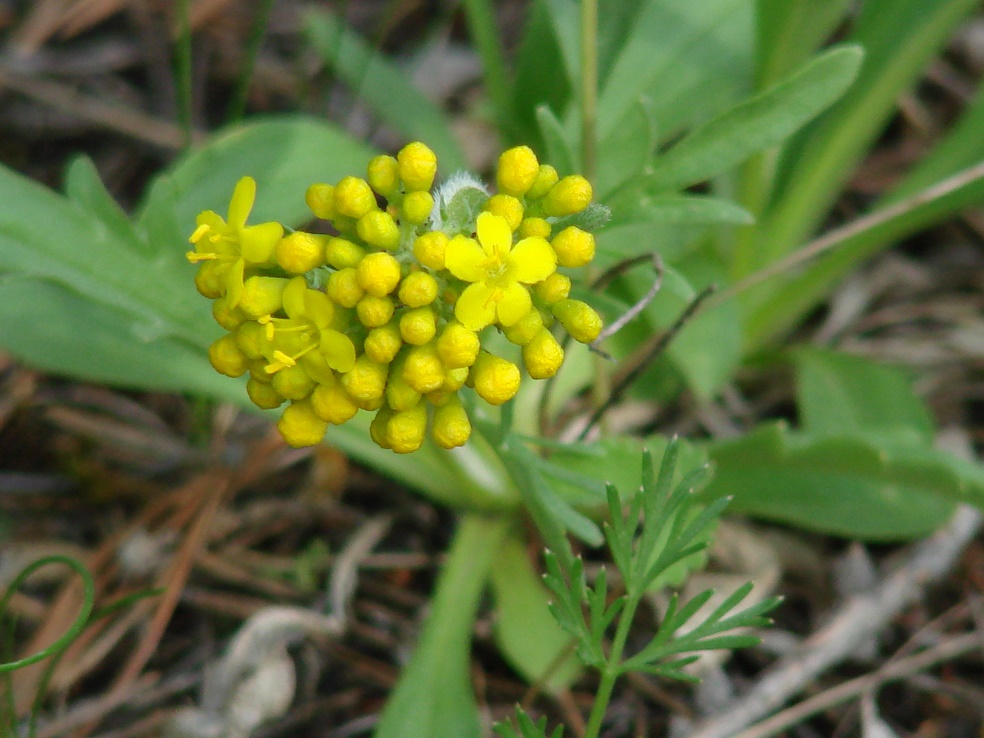 Image of Patrinia sibirica specimen.