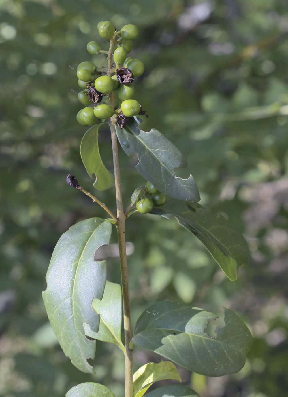 Image of Ligustrum vulgare specimen.