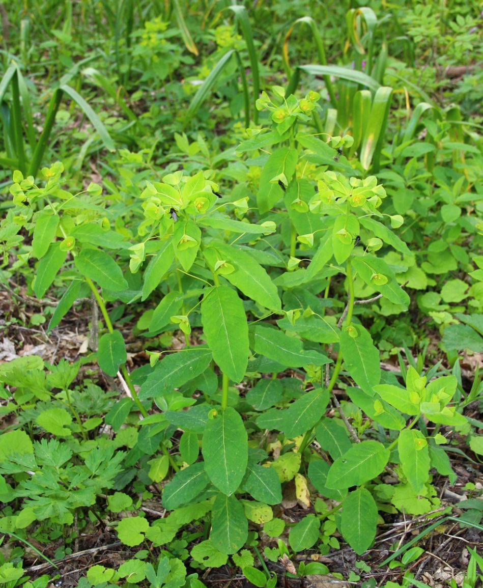 Изображение особи Euphorbia squamosa.