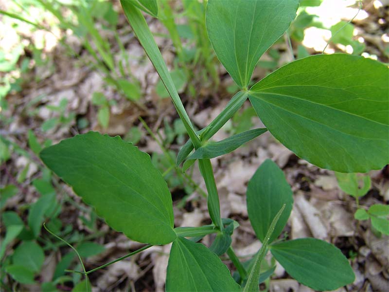 Изображение особи Lathyrus miniatus.