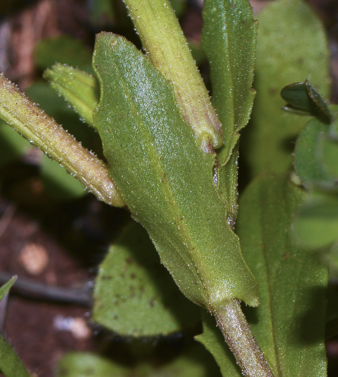 Изображение особи Malcolmia crenulata.