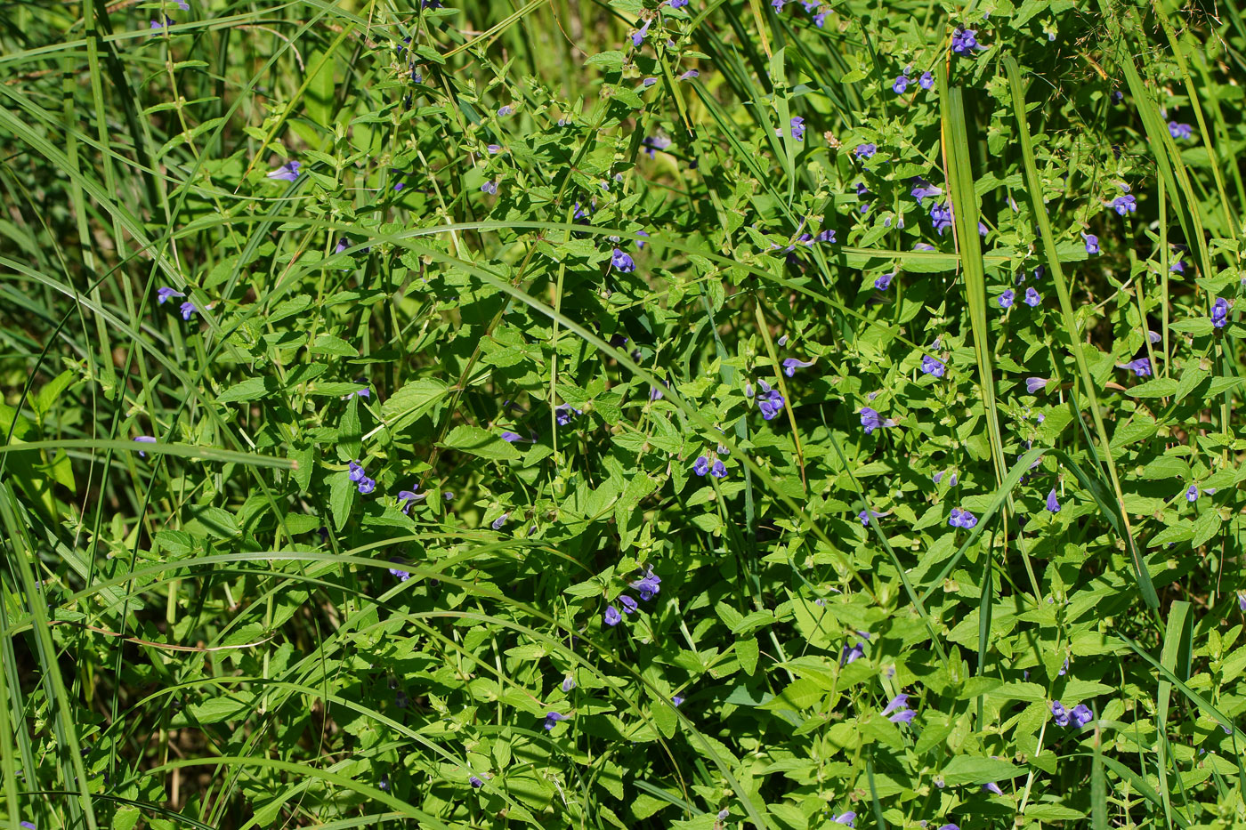 Image of Scutellaria galericulata specimen.