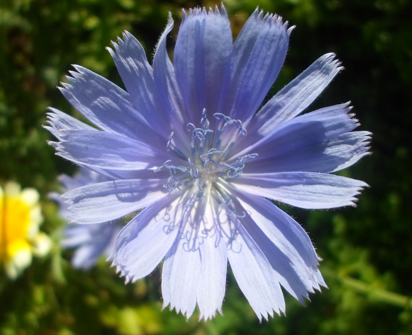 Image of Cichorium intybus specimen.