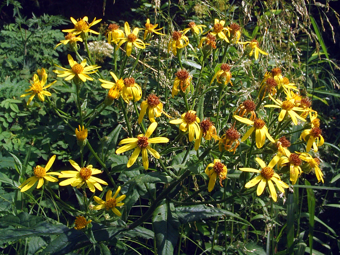 Изображение особи Senecio nemorensis.