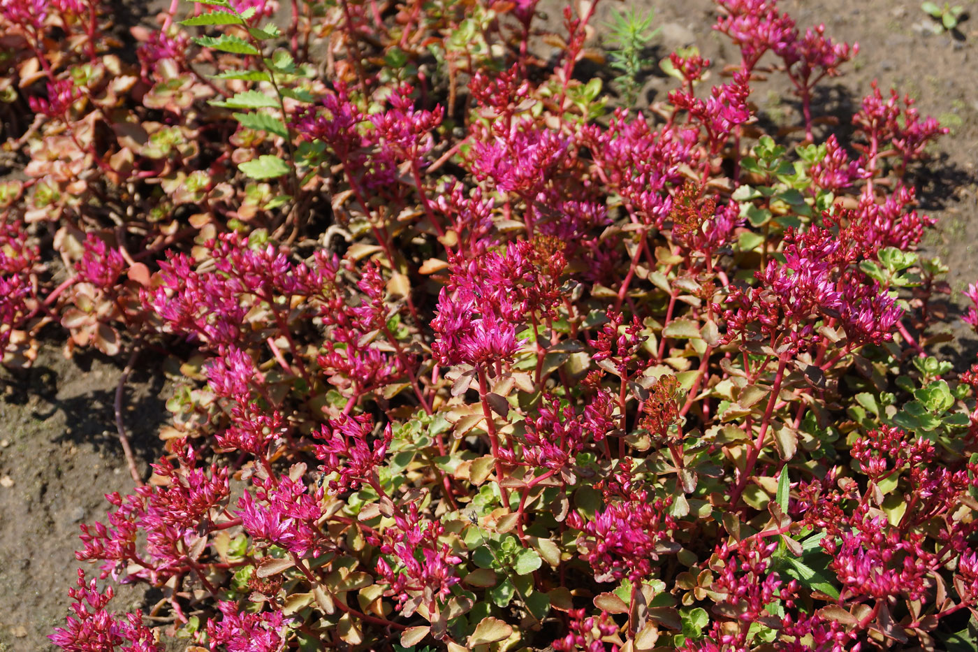 Image of Sedum spurium specimen.