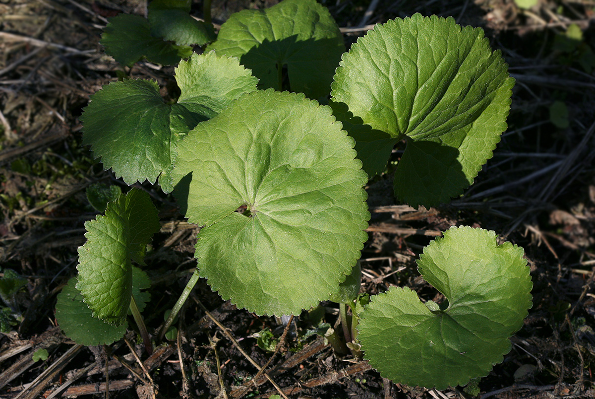 Image of Ranunculus cassubicus specimen.