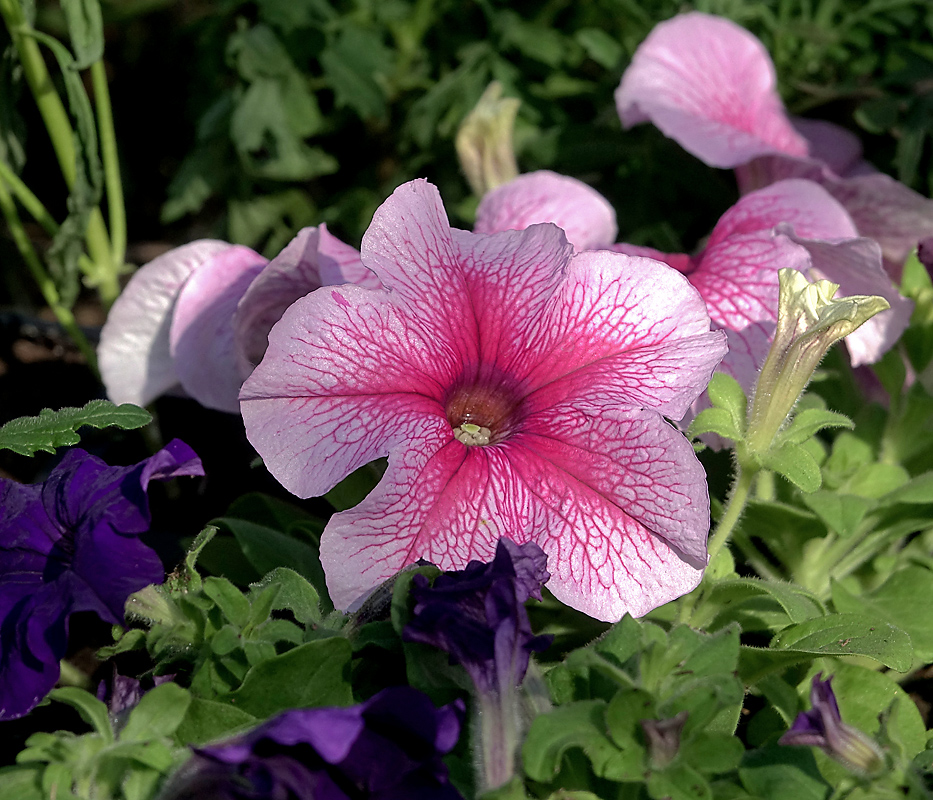 Image of Petunia &times; hybrida specimen.