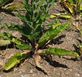 Verbascum lychnitis