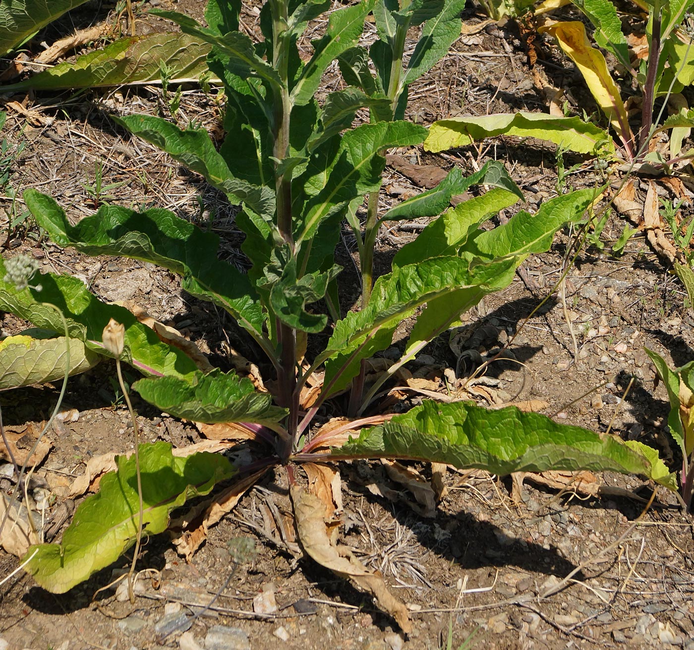 Image of Verbascum lychnitis specimen.