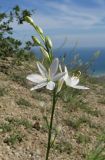 Anthericum liliago