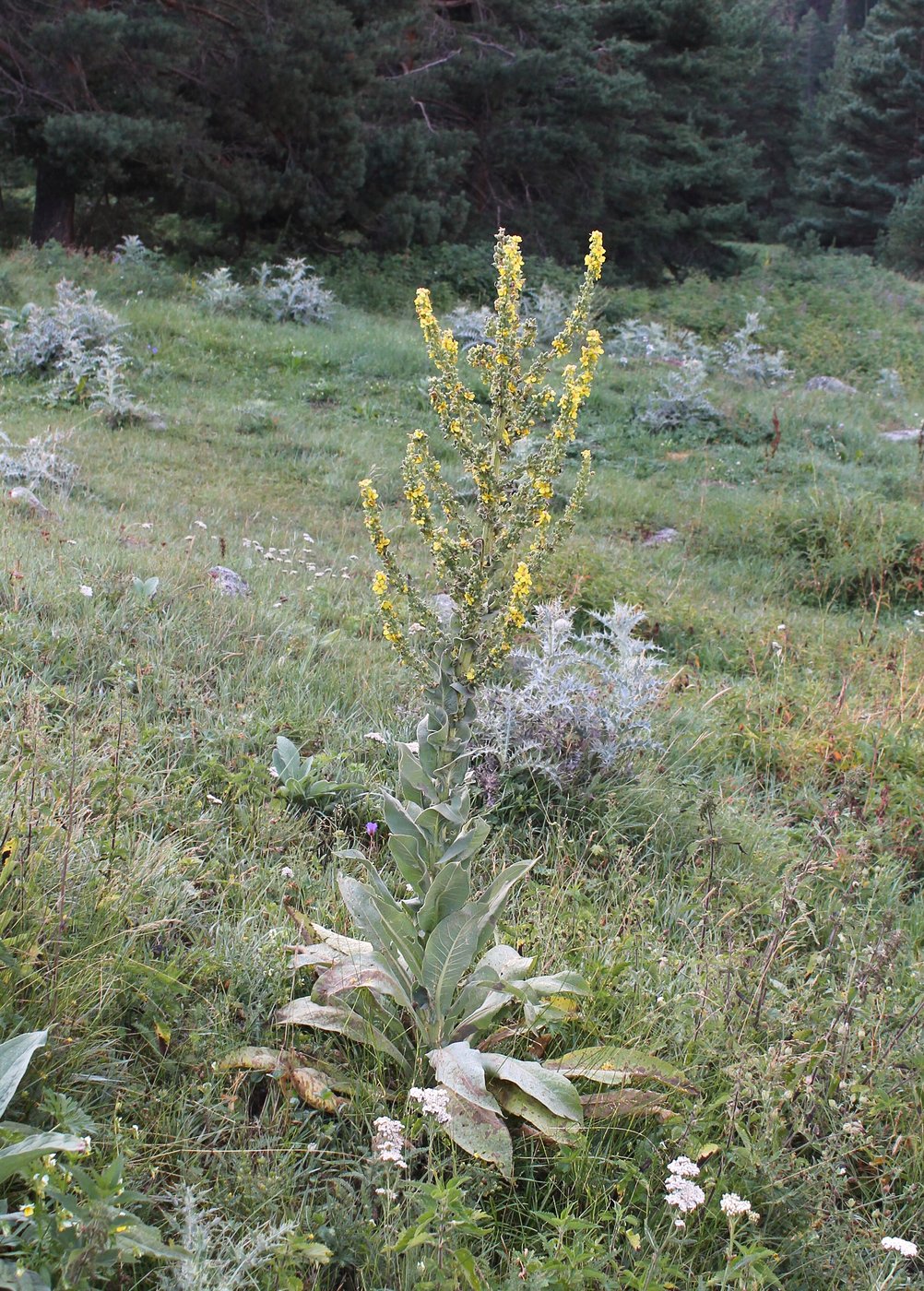 Image of Verbascum lychnitis specimen.