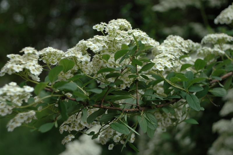 Изображение особи род Spiraea.