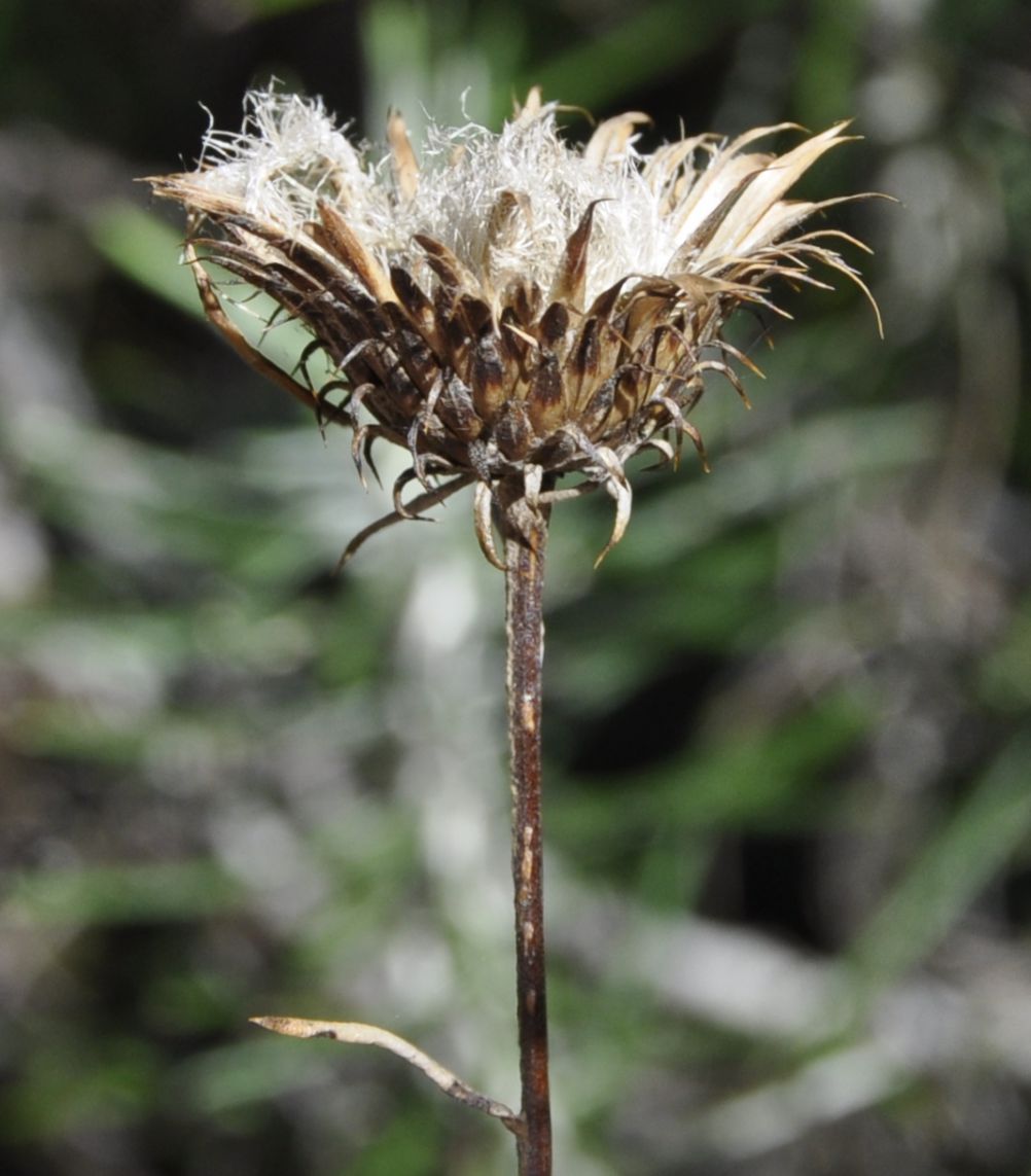 Image of Ptilostemon chamaepeuce specimen.