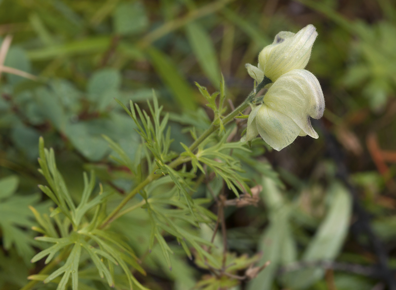 Image of genus Aconitum specimen.