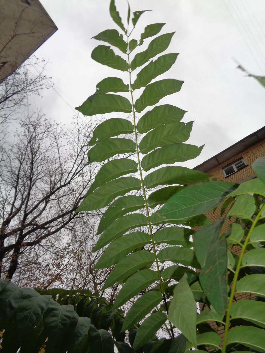 Image of Ailanthus altissima specimen.