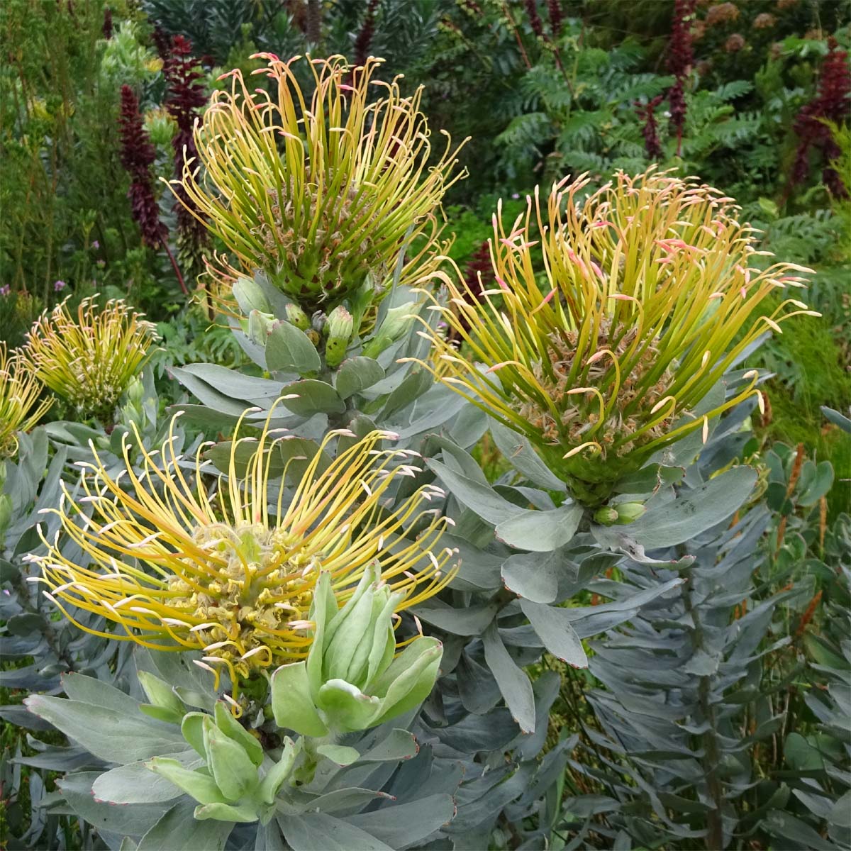 Image of Leucospermum formosum specimen.