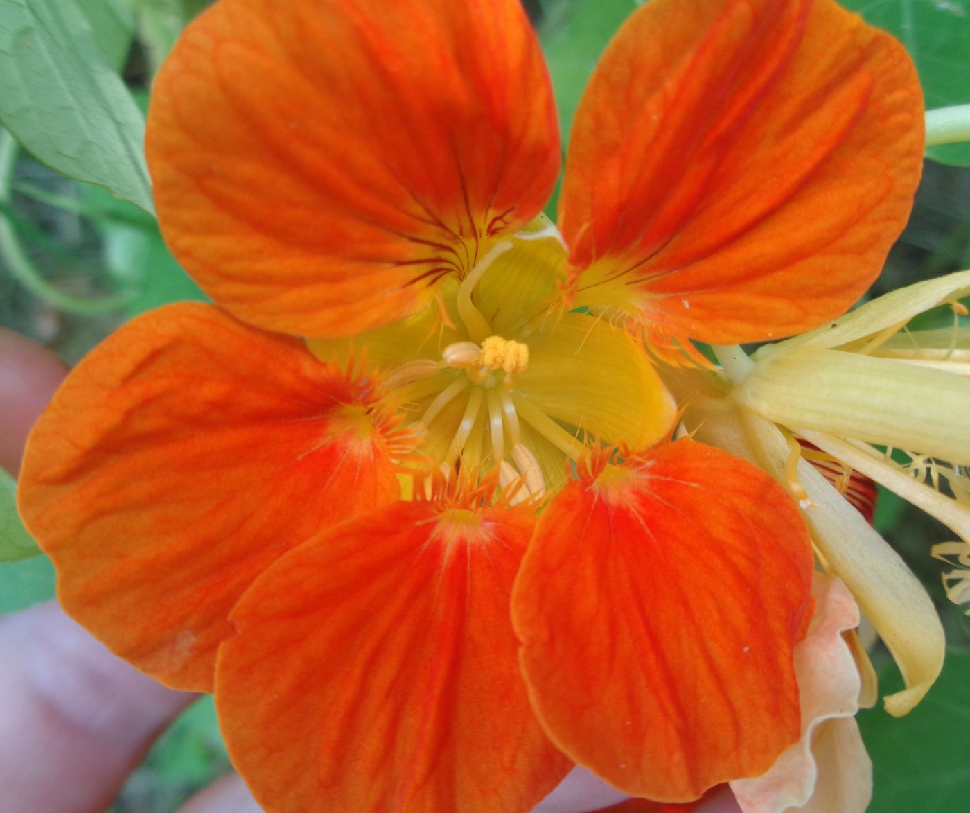 Image of Tropaeolum majus specimen.