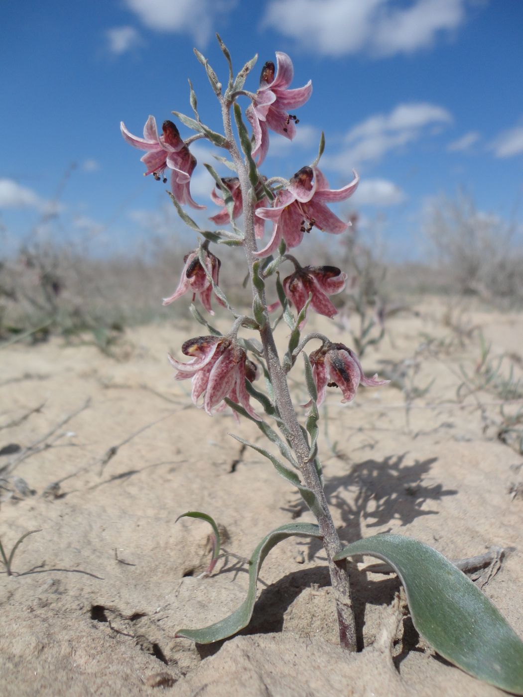 Изображение особи Rhinopetalum karelinii.