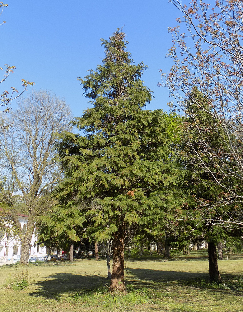 Image of Chamaecyparis lawsoniana specimen.