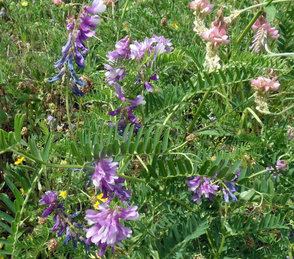 Изображение особи Vicia tenuifolia.