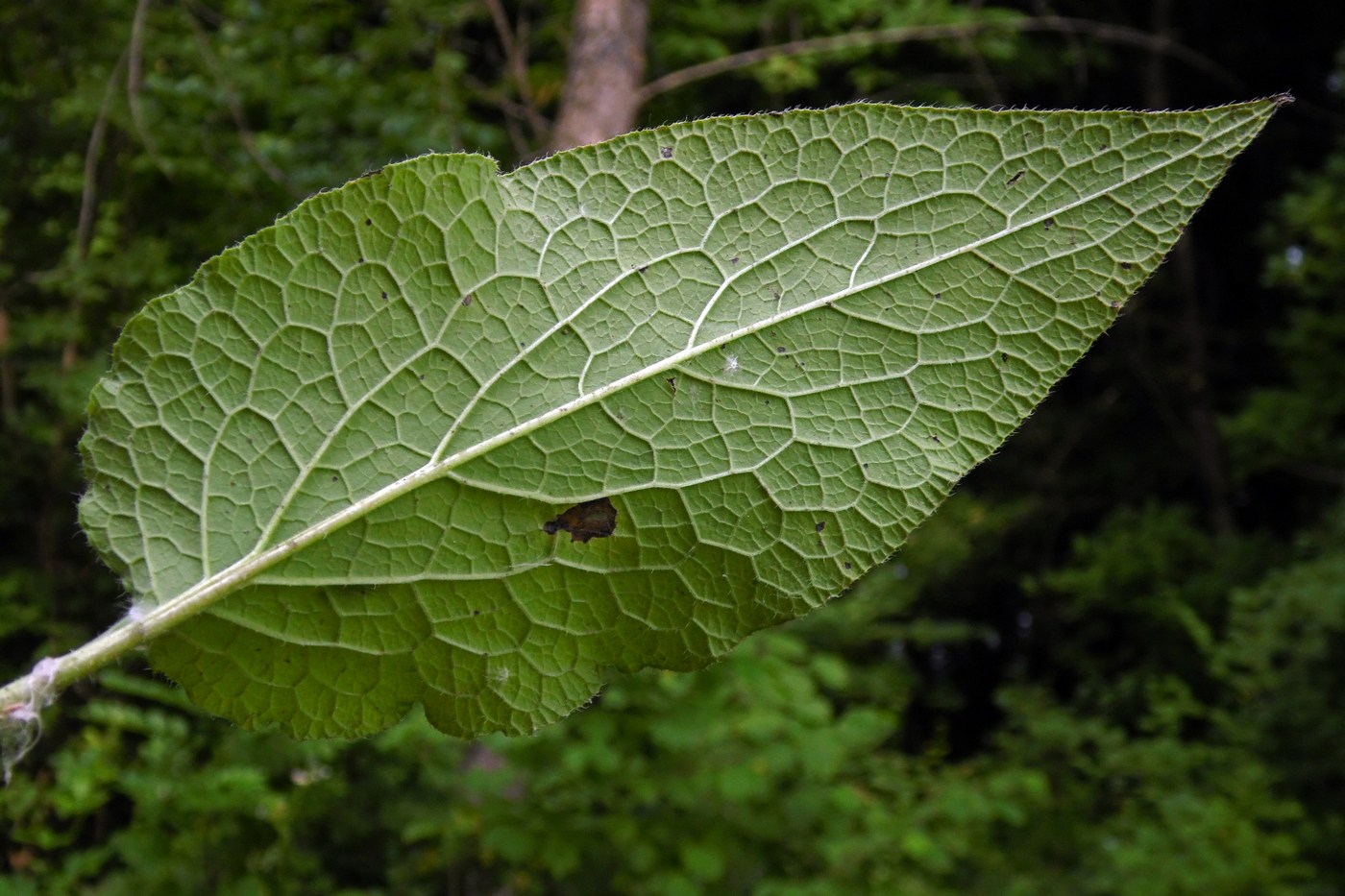 Image of Symphytum asperum specimen.