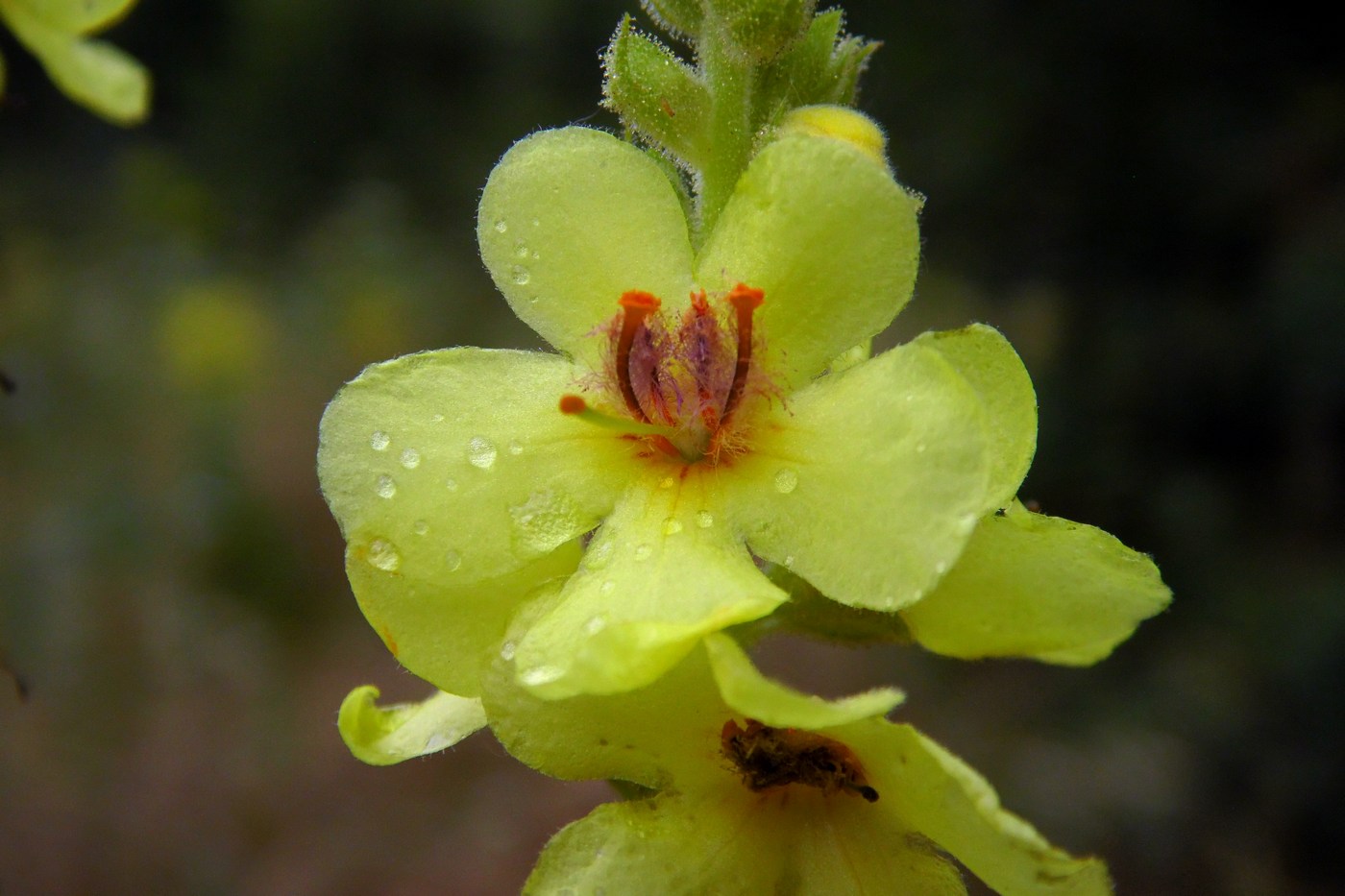 Image of Verbascum pyramidatum specimen.