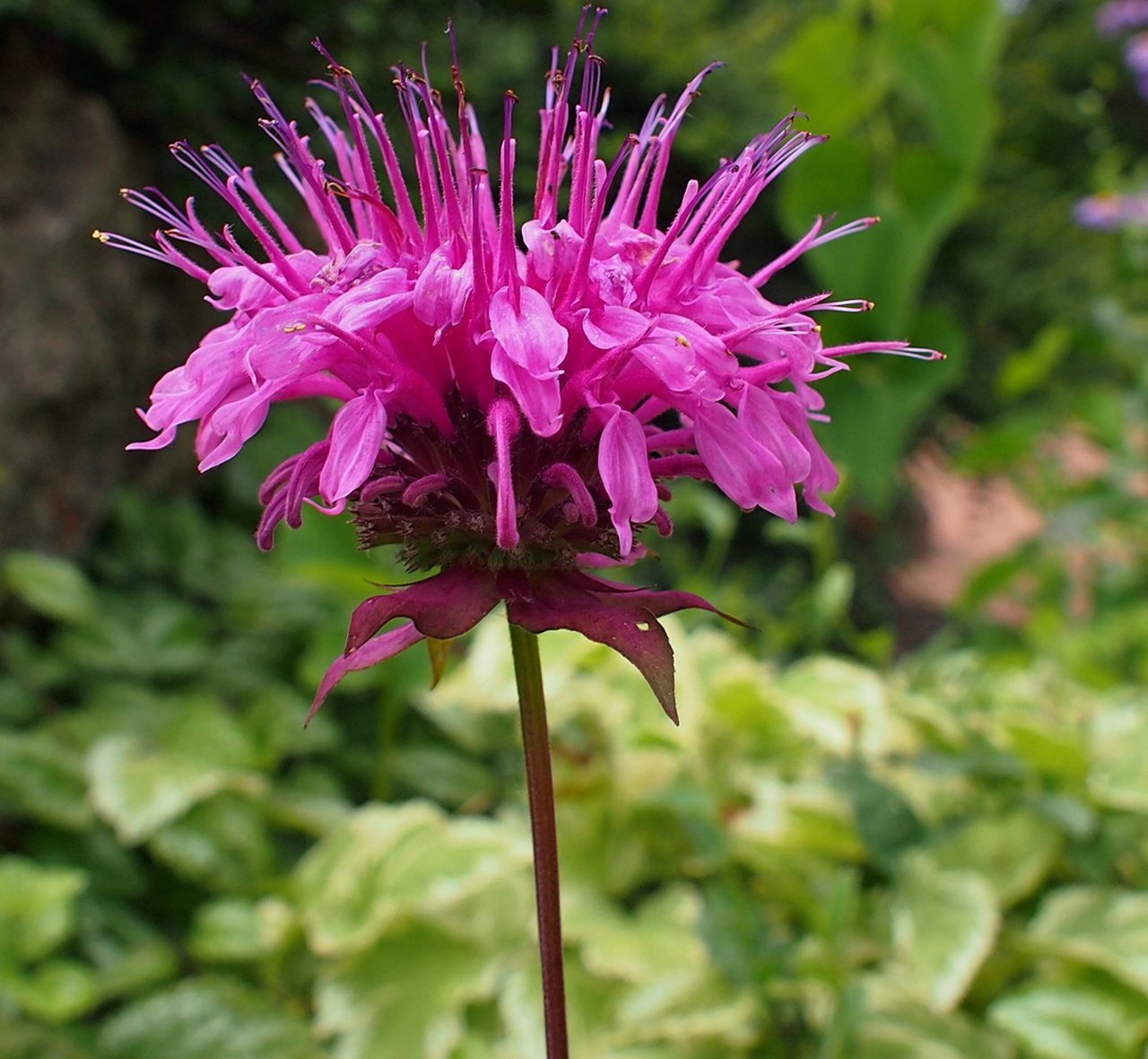 Image of Monarda media specimen.