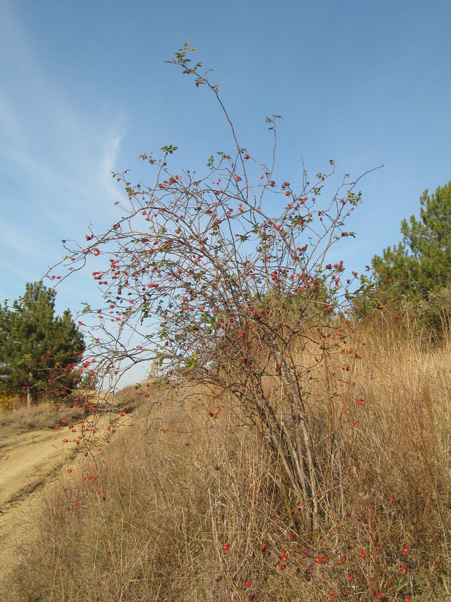 Image of Rosa canina specimen.