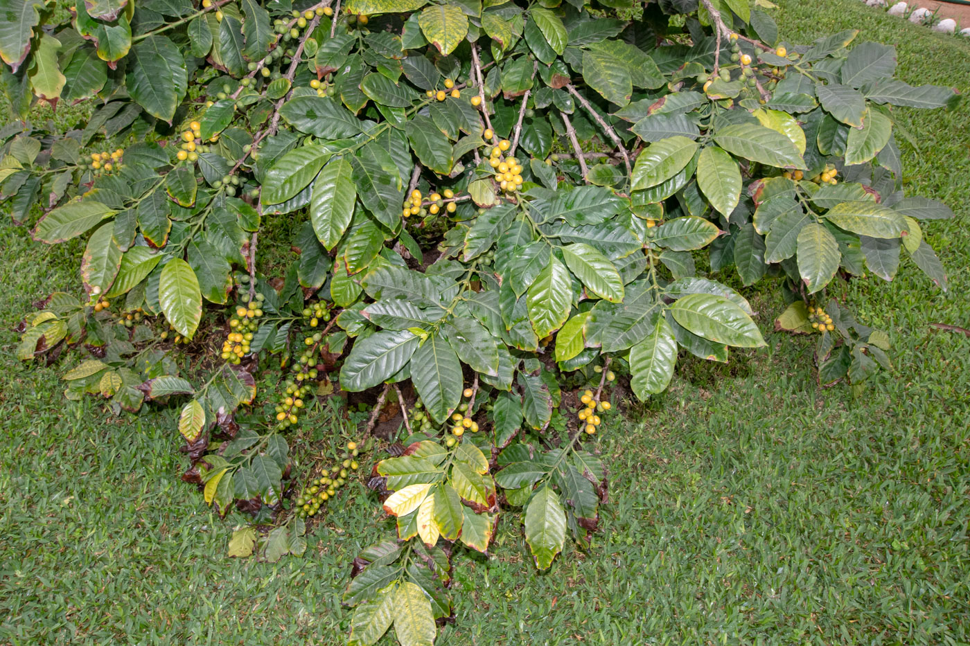 Image of Coffea arabica specimen.