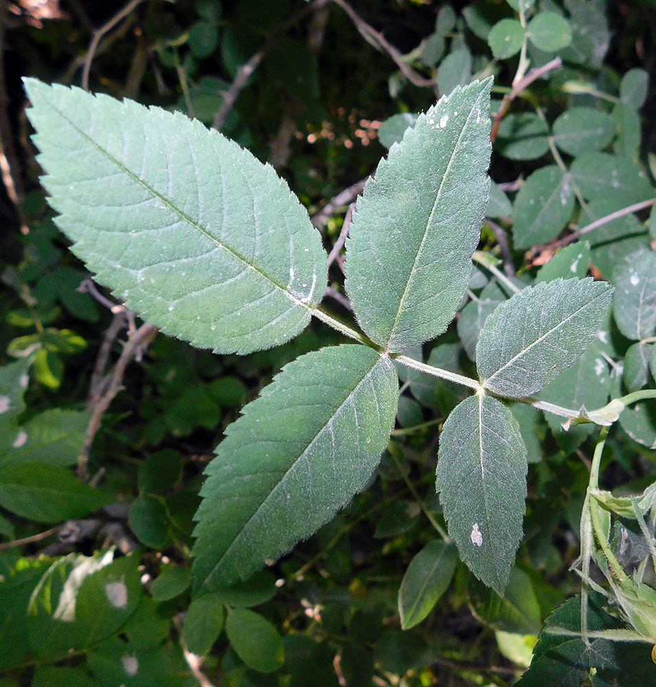 Image of Rosa corymbifera var. tomentosa specimen.