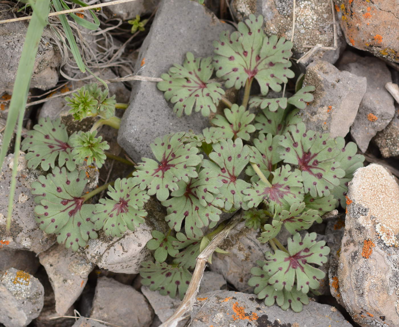 Изображение особи Geranium rotundifolium.