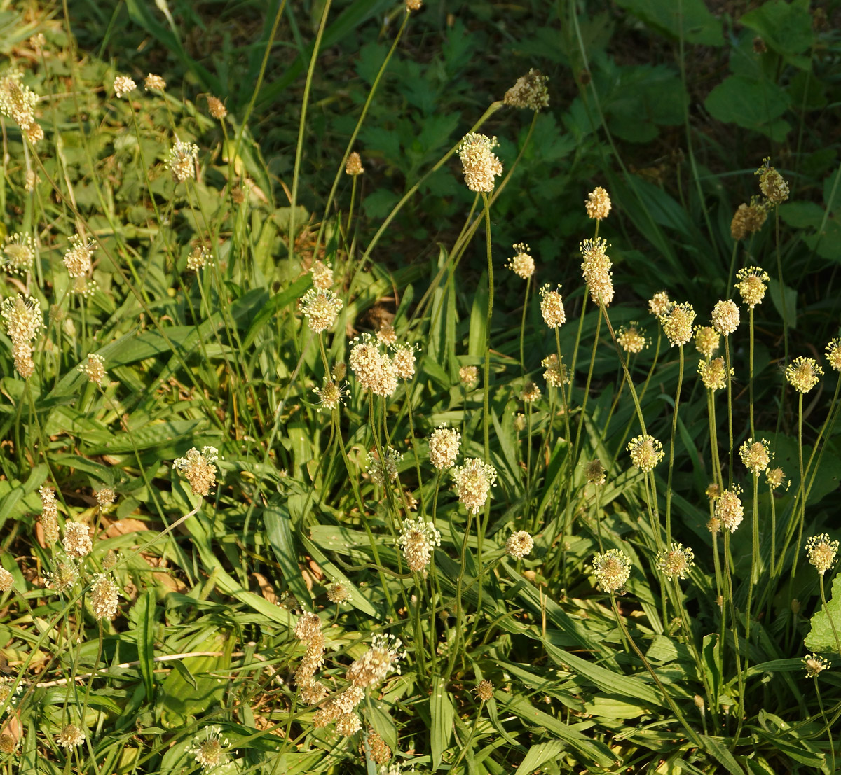 Изображение особи Plantago lanceolata.