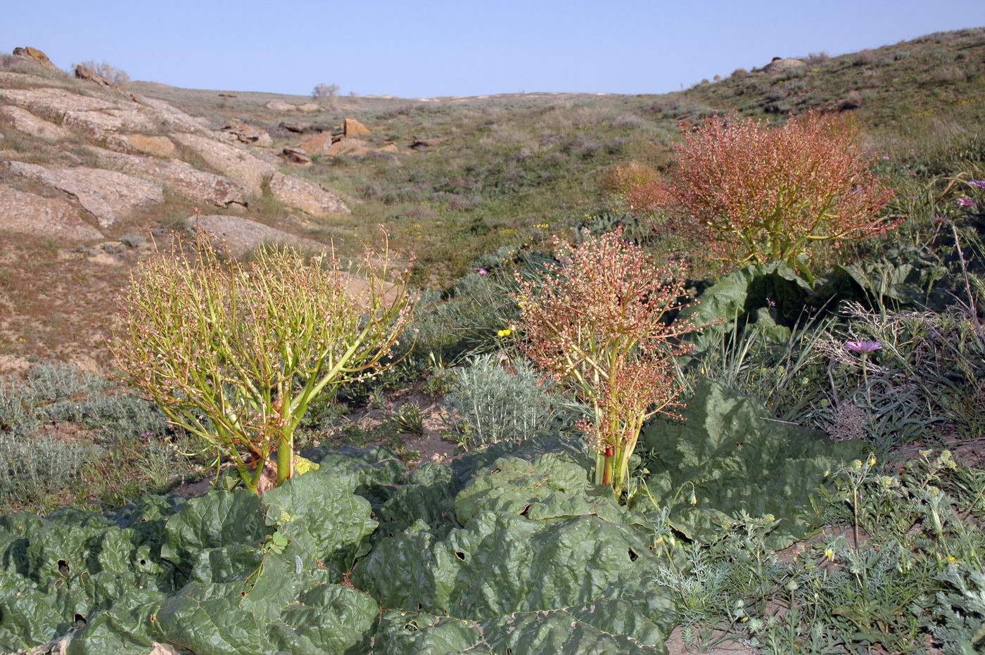 Image of Rheum tataricum specimen.