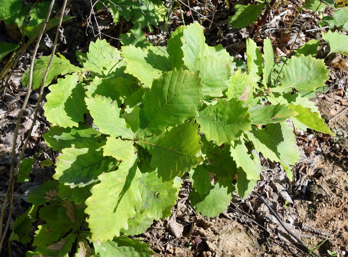 Изображение особи Quercus mongolica.