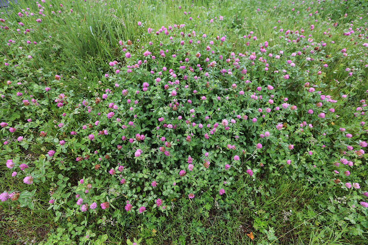 Image of Trifolium pratense specimen.