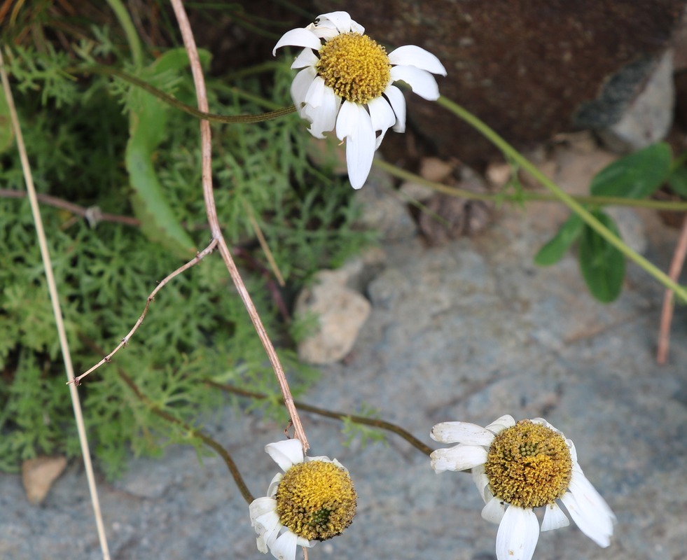 Image of genus Pyrethrum specimen.