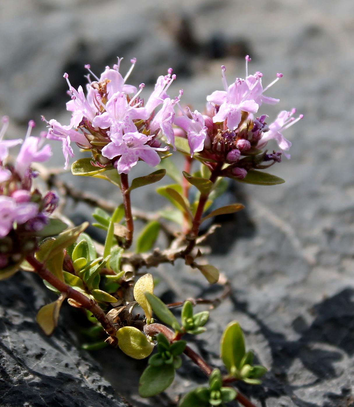 Image of Thymus dmitrievae specimen.