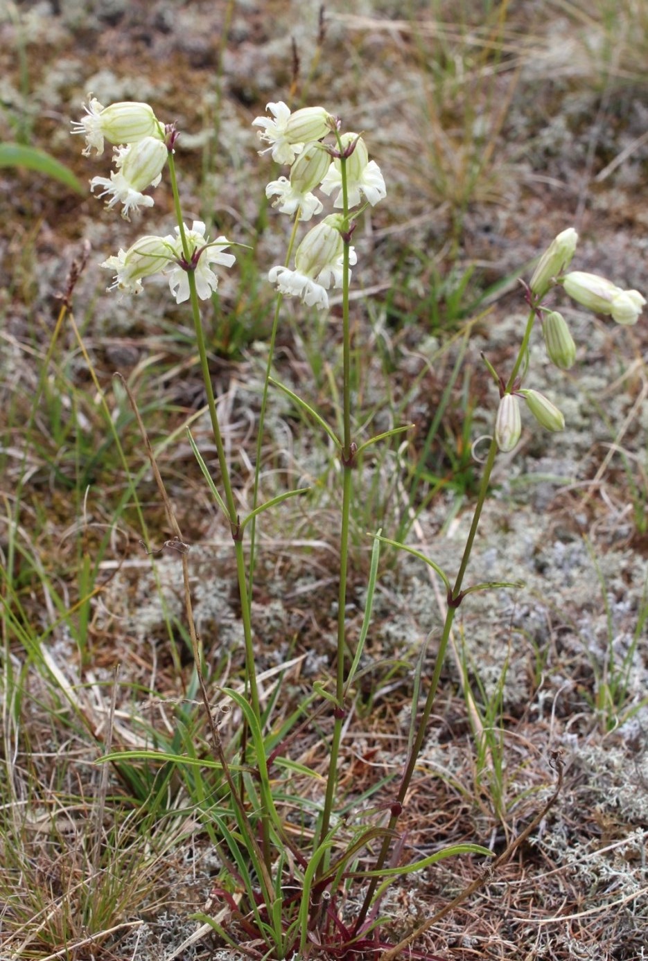 Изображение особи Silene paucifolia.