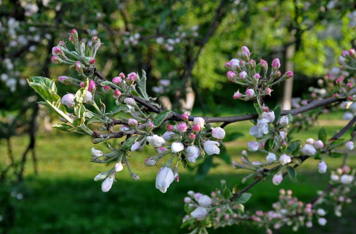 Изображение особи Malus domestica.