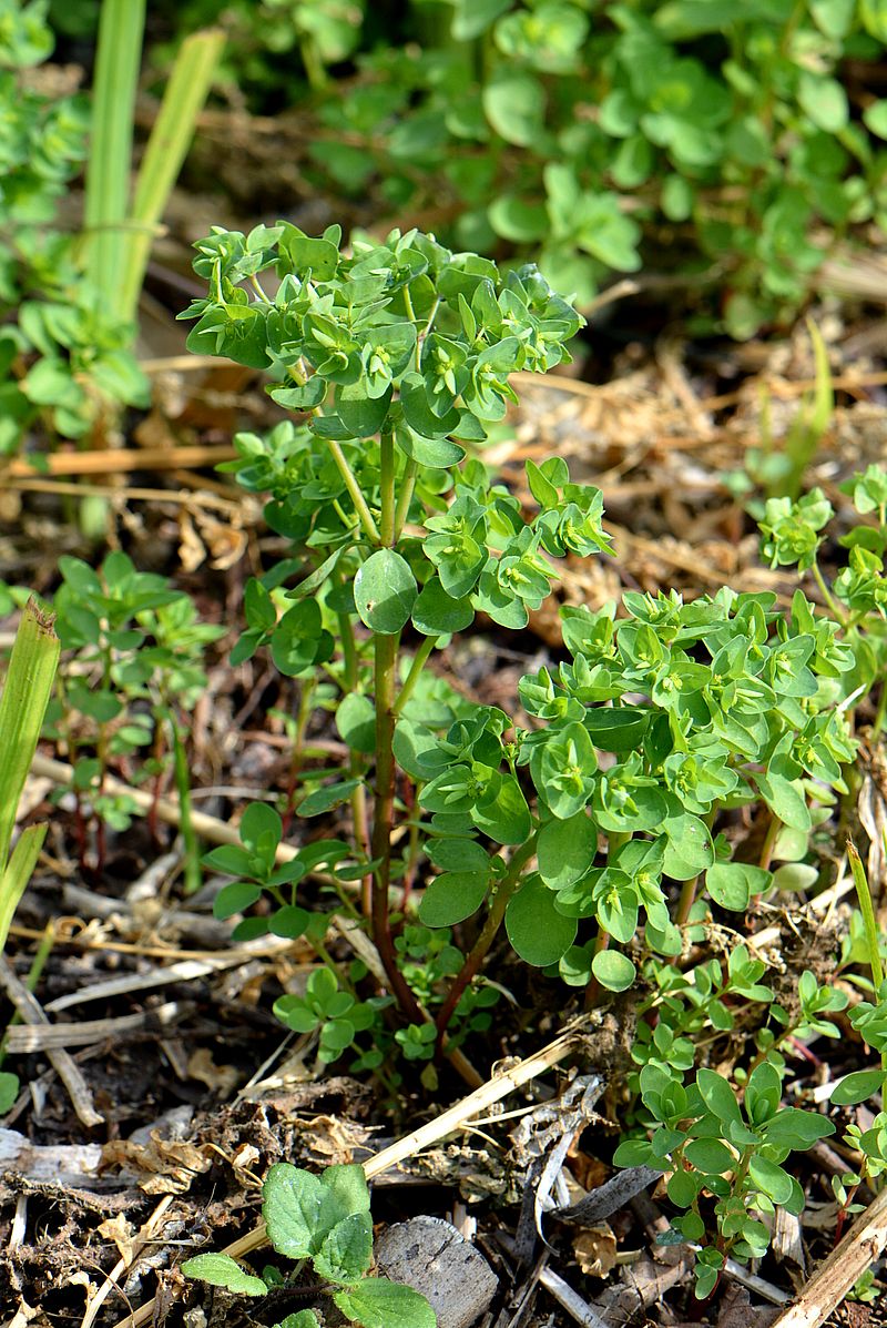 Image of Euphorbia peplus specimen.