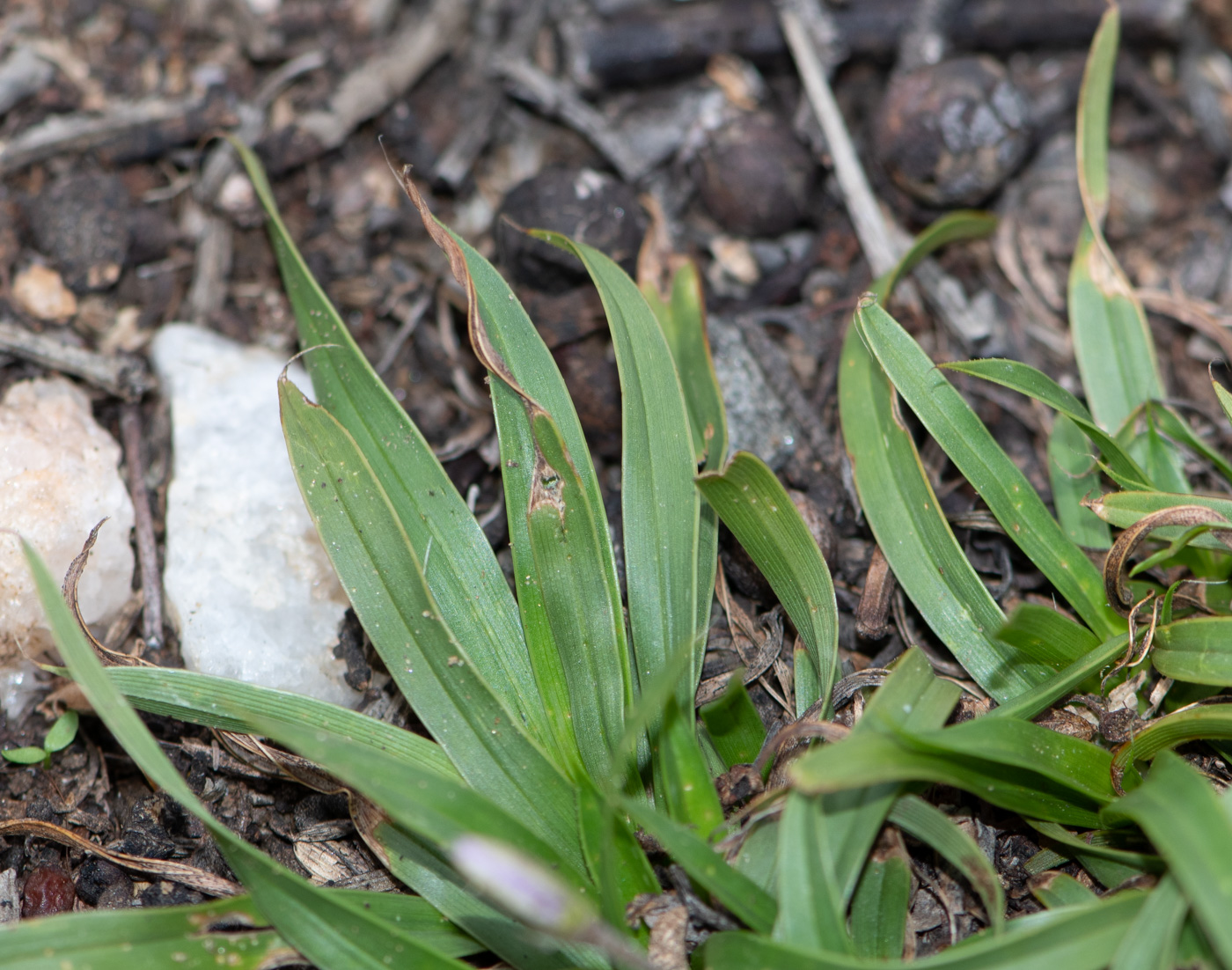 Изображение особи Xerophyta humilis.